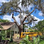 6 Benefits of Using a Bob Cat for Your Projects
